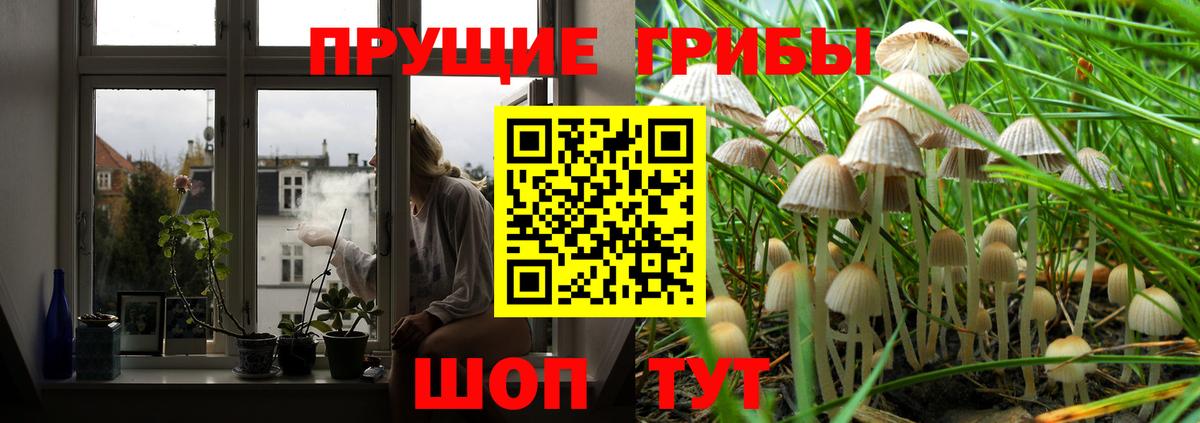 Псилоцибиновые грибы Magic Shrooms  где продают   Галлюциногенные грибы GOLDEN TEACHER  Псков  Вход с VPN 